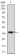 IL2RA Primary Antibody MP30522  [M1B5D12]