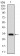 SLC27A2 Primary Antibody MP30525 [M6B3A9]