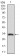 ABCC4 Primary Antibody MP30526 [M6A7H3]