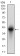 ONECUT3 Primary Antibody MP30533 [M7D4G10]