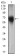 FUT4 Primary Antibody MP30535 [M6B11B4]