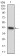 CDX1 Primary Antibody MP30537 [M1B11A9]