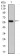 CK5 Primary Antibody MP30542 [M10C11E6]