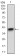 CD22 Primary Antibody MP30549 [M1A3A11]