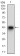 SYCP3 Primary Antibody MP30553 [M6F9B6]