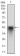 SYCP3 Primary Antibody MP30554 [M6F9C5]