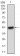 PAPLN Primary Antibody MP30558 [M5B2E5]
