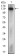 MCAM Primary Antibody MP30560 [M6C3F1]