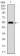 DIS3L2 Primary Antibody MP30562 [M6C7B2]