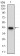 PTP4A2 Primary Antibody MP30563 [M5B6F4]