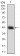 SOX10 Primary Antibody MP30574 [M2E7E8]