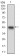 MLXIPL Primary Antibody MP30575 [M5D12D1]