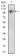 CD10 Primary Antibody MP30576 [M7D4B1]