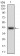 RB1 Primary Antibody MP30584 [M2A11D11]