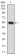 CSF1R Primary Antibody MP30589 [M6B9B9]