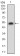 CSF1R Primary Antibody MP30594 [M6B9H2]