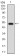 GABBR2 Primary Antibody MP30604 [M5G7B9]