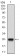 NT5E Primary Antibody MP30611 [M4G6B10]