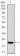 Bpifa2 Primary Antibody MP30613 [M2B4F5]