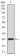 NT5E Primary Antibody MP30614 [M4G6E3]
