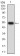 CD68 Primary Antibody MP30618 [M3F7C6]