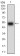 HOXB4 Primary Antibody MP30629 [M3A2F2]