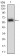 EPCAM Primary Antibody MP30630 [M7B5C10]