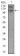 DSG3 Primary Antibody MP30632 [M6G2E2]