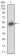 BAD Primary Antibody MP30637 [M1G5B3]