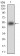 KHDRBS2 Primary Antibody MP30638 [M7G8C10]