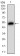 GAB2 Primary Antibody MP30639 [M1F6D9]