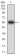 KHDRBS2 Primary Antibody MP30644 [M3D12C11]