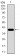 MB Primary Antibody MP30651 [M6B9D2]
