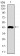 PRL Primary Antibody MP30657 [M2H10B2]