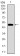 CDH16 Primary Antibody MP30659 [M6H6E2]