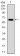 APP Primary Antibody MP30660 [M3F12F6]