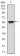 PRKCG Primary Antibody MP30662 [M1G5B3]