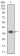 CCNE1 Primary Antibody MP30666 [M5F8B4]
