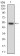 HPRT1 Primary Antibody MP30677 [M5F11A7]