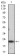 FTL Primary Antibody MP30679 [M8E1E7]