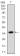 RHOF Primary Antibody MP30685 [M1D4B6]