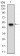XRCC6 Primary Antibody MP30686 [M2F7F5]