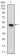 UBE2C Primary Antibody [M1F5D3]