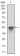 HSF1 Primary Antibody MP30696 [M4D5F4]