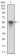 VTN Primary Antibody MP30697 [M1G11E8]