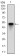 XRCC6 Primary Antibody MP30698 [M7A9E7]