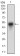 PTPN1 Primary Antibody MP30699 [M4F8F2]