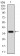 CD36 Primary Antibody MP30701 [M5B6F5]