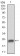 GSK3B Primary Antibody MP30705 [M3D6B4]