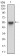 APP Primary Antibody MP30709 [M5H10A10]